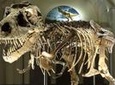 Field Museum of Natural History Admission