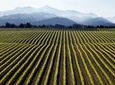 Full-Day Marlborough Wine Tour from Picton or Blenheim