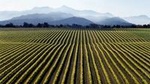 Full-Day Marlborough Wine Tour from Picton or Blenheim