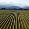 Full-Day Marlborough Wine Tour from Picton or Blenheim