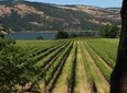 Full Day Columbia River Gorge Waterfalls and Wine Tasting Combo