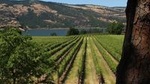 Full Day Columbia River Gorge Waterfalls and Wine Tasting Combo