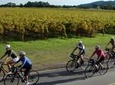Full-Day Napa Valley Bike + Wine Tour