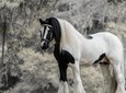 Gypsy Gold Horse Farm Tour