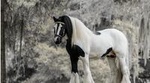 Gypsy Gold Horse Farm Tour