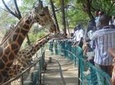 Haller Park Half-Day Tour from Mombasa