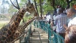 Haller Park Half-Day Tour from Mombasa