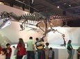 Houston Museum of Natural Science General Admission