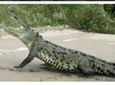 Jungle Crocodile Safari and Bird Watching Tour