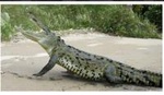 Jungle Crocodile Safari and Bird Watching Tour
