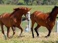 Living Legends Champion Racehorse Guided Tour