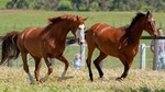 Living Legends Champion Racehorse Guided Tour