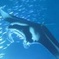 Manta Magic - Night Manta Ray Snorkel