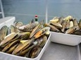 Marlborough Sounds Greenshell Mussel Tasting Cruise from Havelock