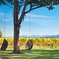 Marlborough Wine Tour and Cruise from Picton or Blenheim