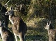 Walking with Wild Kangaroos Private Half-Day Trip from Sydney