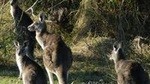 Walking with Wild Kangaroos Private Half-Day Trip from Sydney