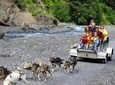 Wilderness Dog Sled Ride and Tour