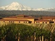 Wine Tour with Lunch from Mendoza