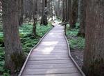 Hike Trail of the Cedars, Glacier National Park, Montana