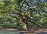 See Angel Oak, South Carolina