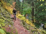 Hike or Mountain Bike McKenzie River Trail, Oregon