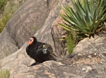 Attend Park Ranger Guided Condor Talk (South & North Rim), Grand Canyon National Park, Arizona