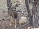 See Mule Deer in the Wild
