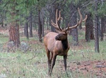 See Elk in the Wild