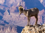 See Bighorn Sheep in the Wild