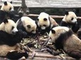 Private Tour All Inclusive-2-Day of Chengdu and Xi'an with 5star Hotel Room