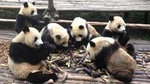 Private Tour All Inclusive-2-Day of Chengdu and Xi'an with 5star Hotel Room