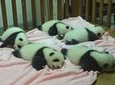 Private Tour All Inclusive-2-Day of Xian and Chengdu with 4star Hotel Room