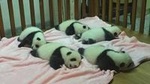 Private Tour All Inclusive-2-Day of Xian and Chengdu with 4star Hotel Room