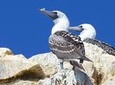 Ballestas Islands and Tambo Colorado from San Martin Port