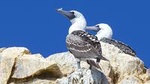 Ballestas Islands and Tambo Colorado from San Martin Port