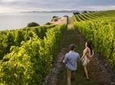 Full-Day Taste the Wines of Marlborough Tour