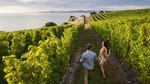 Full-Day Taste the Wines of Marlborough Tour