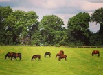 Visit Irish National Stud, Ireland