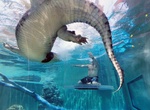 Swim with Crocodiles at Crocosaurus Cove (Cage of Death), Darwin, Australia