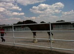 Visit Warm Springs Ranch Clydesdale Farm, Boonville, Missouri