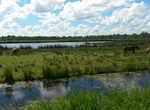 Explore De Alde Feanen National Park, Netherlands