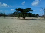 Explore Loonse en Drunense Duinen National Park, Netherlands
