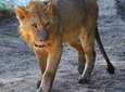 3-Day Masai Mara safari from Nairobi