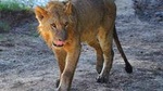 3-Day Masai Mara safari from Nairobi