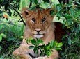 3-Day Masai Mara and Lake Naivasha - Private safari
