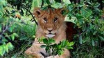 3-Day Masai Mara and Lake Naivasha - Private safari