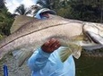 Homosassa Inshore Fishing Charters