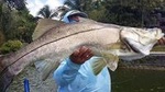 Homosassa Inshore Fishing Charters