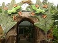 Natura Premium Tour (butterflies frogs snakes crocodiles turtles nature.trails)